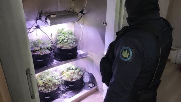 Астанада таролог әйел үйінде марихуана өсірген