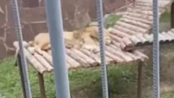 Алматы хайуанаттар бағында арыстанға тас лақтырған әйел видеоға түсіп қалды