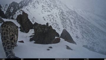 Катонқарағай ұлттық паркінде қар барысы фототұзаққа түсті