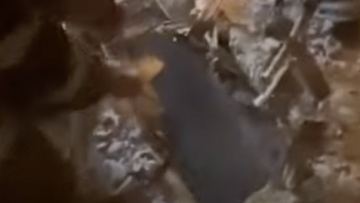 Túrkistan oblysynda 2 jasar bala ájethanaǵa qulap, qaitys boldy