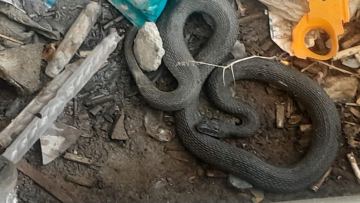 Су тасқынынан кейін жылан пайда болды: Құлсары тұрғындары тағы да әбігерге түсті