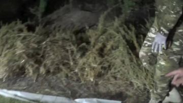 Жамбыл облысында полицейлер 123 келі марихуананы сатпақ болған тұрғынды ұстады