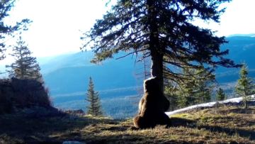 Batys Altai qoryǵynda qońyr aiý fototuzaqqa túsip qaldy