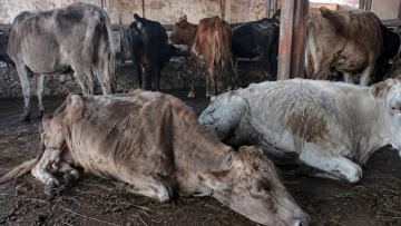 Atyraý oblysynda belgisiz dertten mal qyrylyp jatyr: fermerler shyǵynǵa batýda