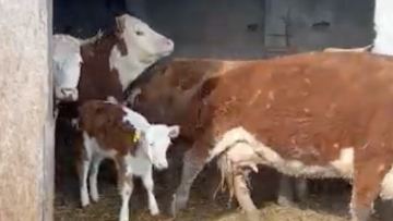 اقمولا وبلىسىندا جوق مالعا بيۋدجەتتەن سۋبسيدييا العانداردىڭ ٸسٸ تەرگەلٸپ جاتىر