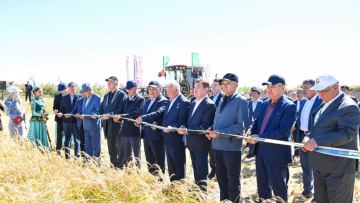 «Дала күні – 2026»: Сыр өңірінде күрішке орақ түсті