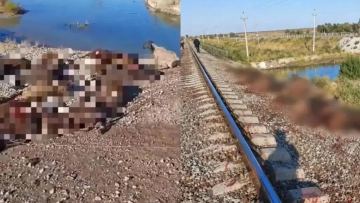 Жамбыл облысында жүк пойызы 70 қойды басып кетті