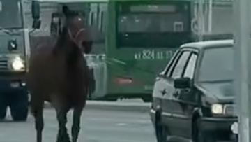 Shymkentte jylqyny kóligine bailap alyp, jol boiynda súiregen júrgizýshi jaýapqa tartyldy