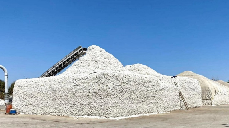 Мақтааралда тәулігіне 600 тонна мақта өңдейтін зауыт іске қосылады