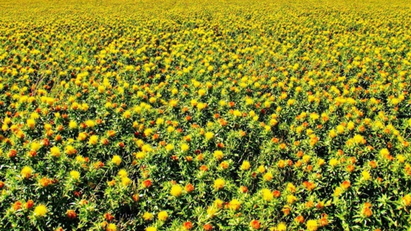 ماقسارى – بولاشاعى مول داقىل