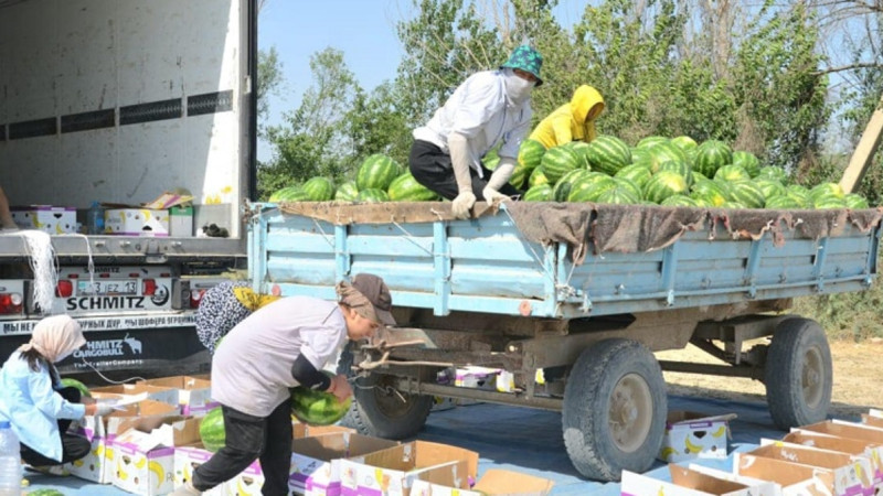 جەتٸساي قاربىزدارى رەسەي نارىعىنا جٸبەرٸلۋدە