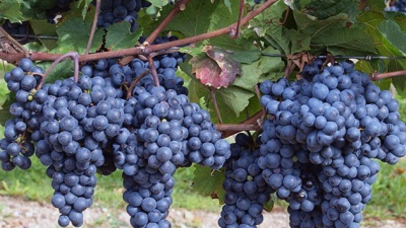 Oblystyń agroónerkásip salasyna 30 mlrd teńge investitsiia tartyldy