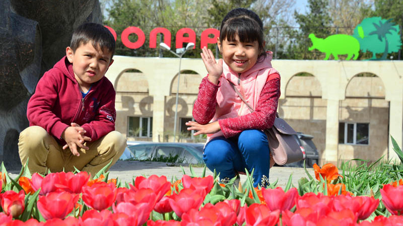 Shymkentte 1 millionnan astam qyzǵaldaq jaiqalyp tur (foto)