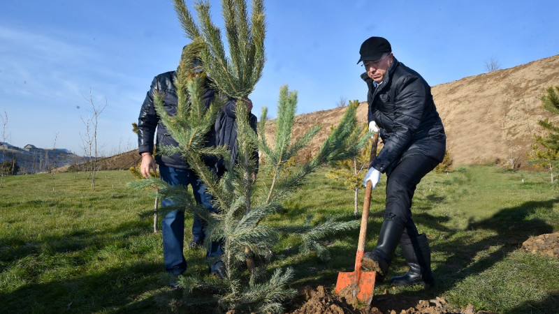 Shymkenttegi shatqaldarǵa biyl 55 myń jasyl jelek egildi