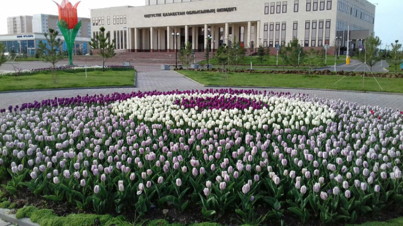 Shymkentte 300 myńnan astam qyzǵaldaq egildi