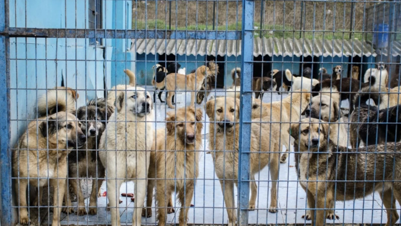 Qańǵybas itterdiń kútimi úshin jylyna 450 mlrd teńge qajet bolady — vitse-ministr