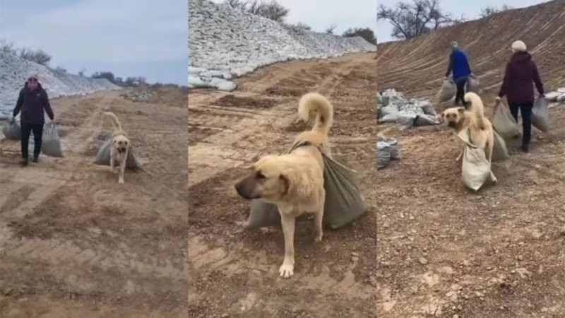 Атырауда су тасқыны кезінде елге көмектескен иттің өліміне қатысты қылмыстық іс қозғалды