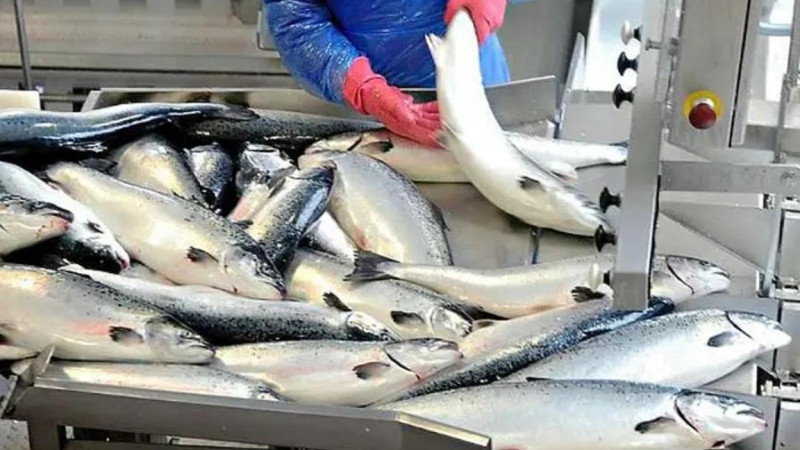 جەتٸسۋدا 80 ملرد تەڭگەگە زاڭسىز بالىق اۋلانعان