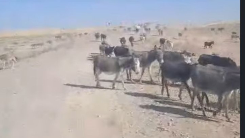 Jambylda ecekter jailaýdy jaipap tastaǵan