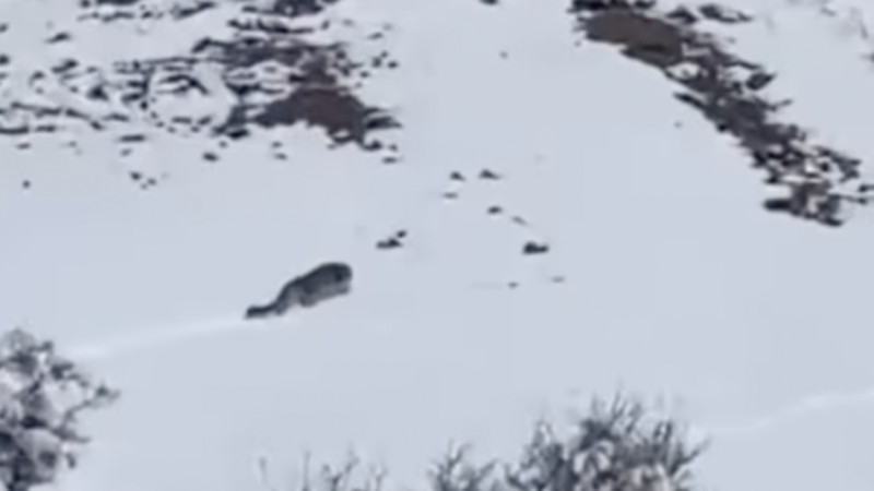 Jambyl oblysynda óte sirek kórinetin ań videoǵa túsip qaldy