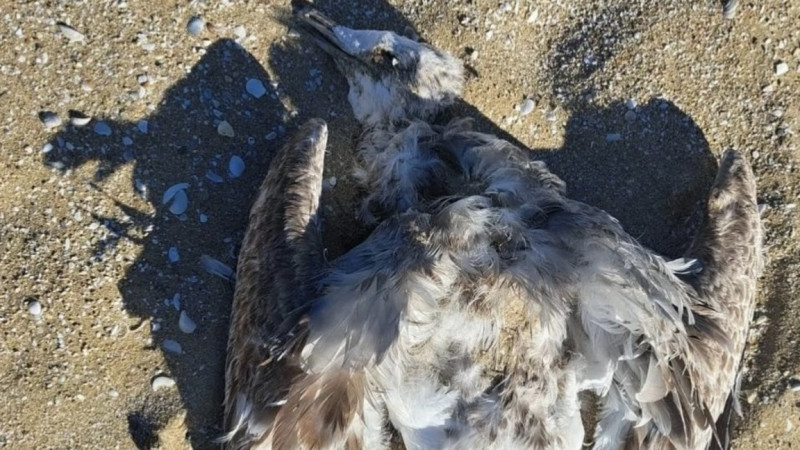 ماڭعىستاۋدا تەڭٸز جاعالاۋىنان ٶلٸ قۇستار تابىلدى