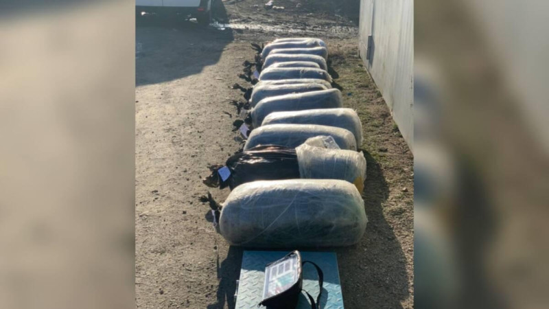Pavlodar oblysynda 300 kelige jýyq esirtki tárkilendi