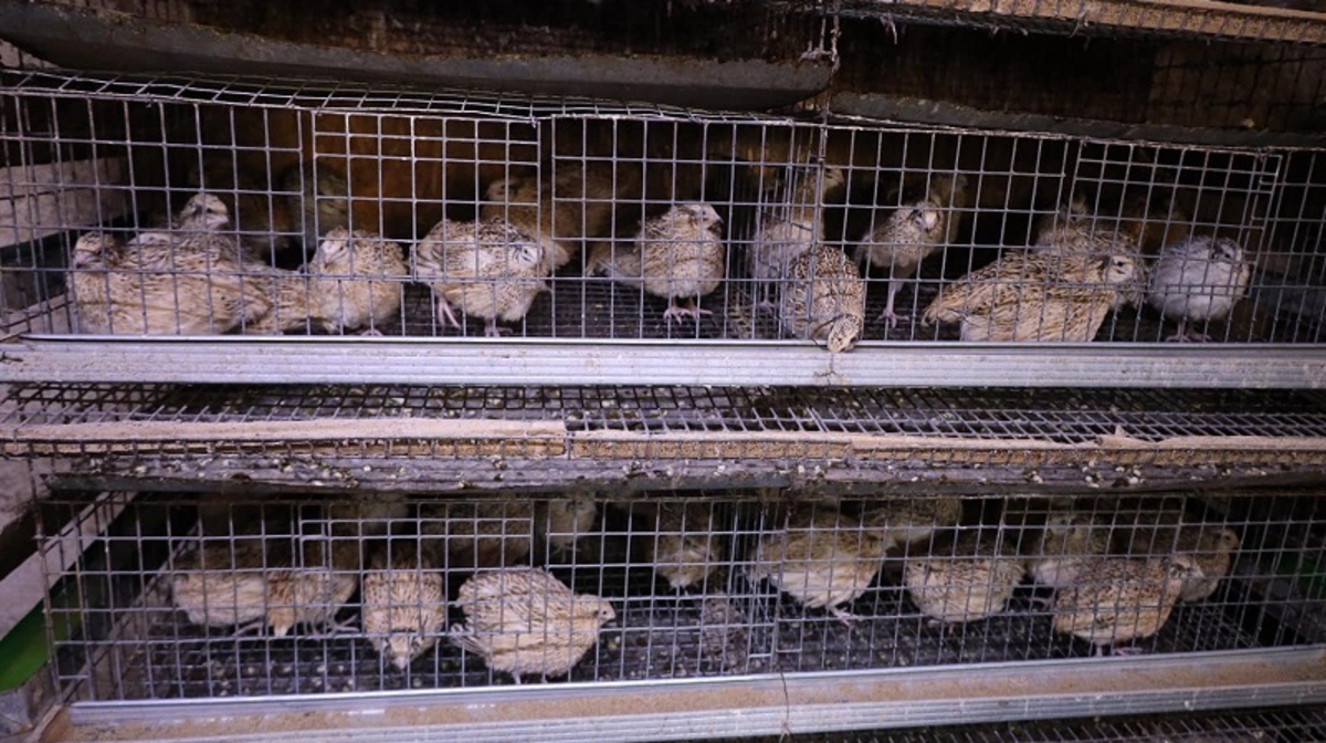 تٶلەبيلٸك شارۋا بٶدەنە ٶسٸرٸپ, تابىس تابۋدا