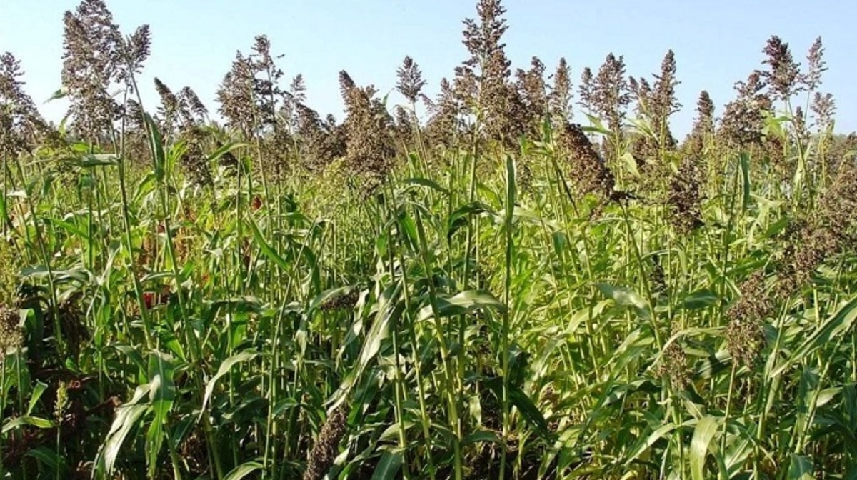 وڭتٷستٸك ٶڭٸرگە سۋدان شٶبٸ مەن افريكا تارىسىن ٶسٸرۋدٸڭ ماڭىزى
