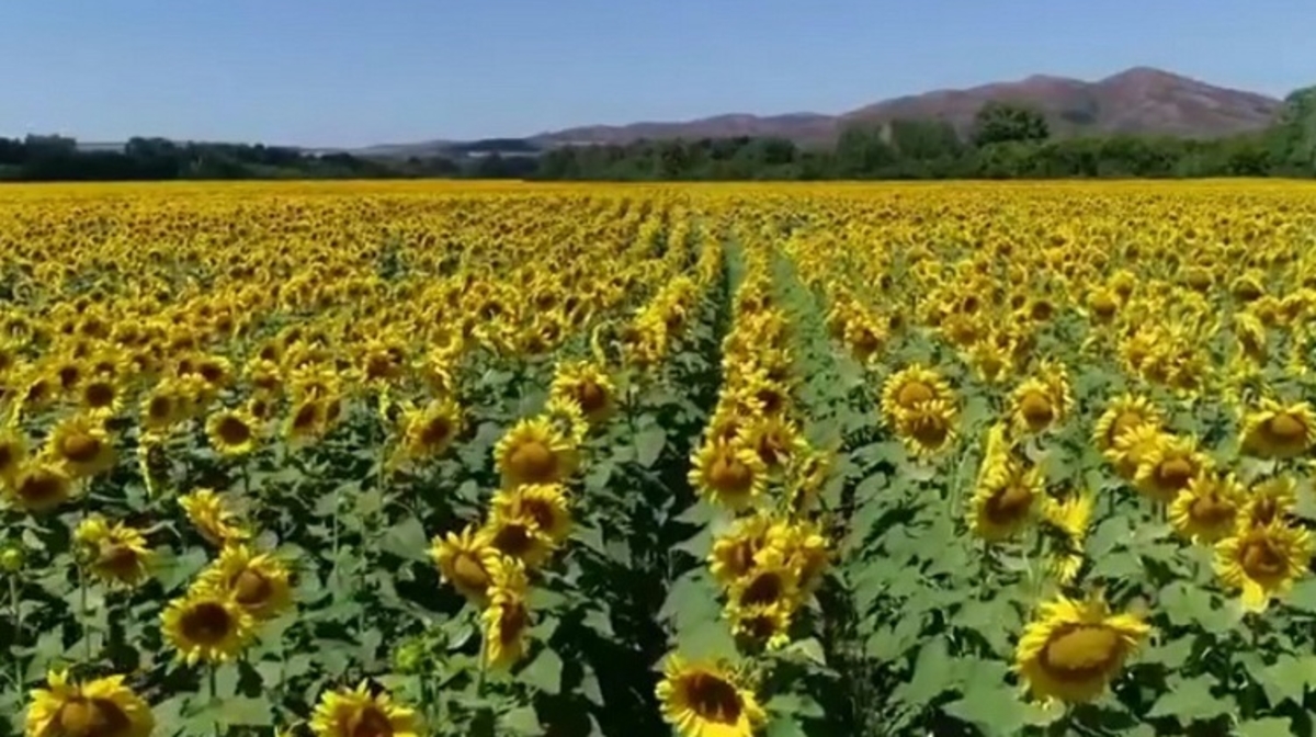 V VKO aktivno razvivaetsia agropromyshlennyi kompleks