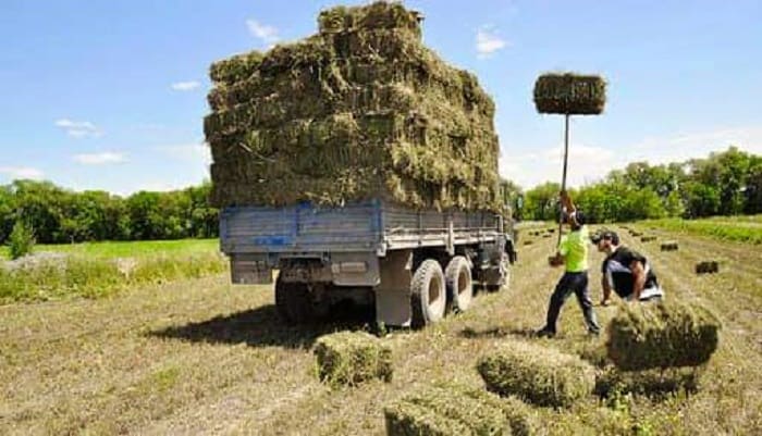 Shardaranyń sharýalary Mańǵystaýǵa 300 tonna mal azyǵyn jóneltti