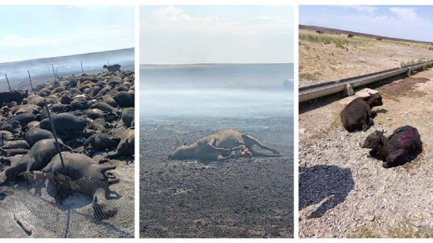 Ulytaýdaǵy alapat órt. Bir adam mert bolyp, júzdegen bas mal qyrylyp qaldy