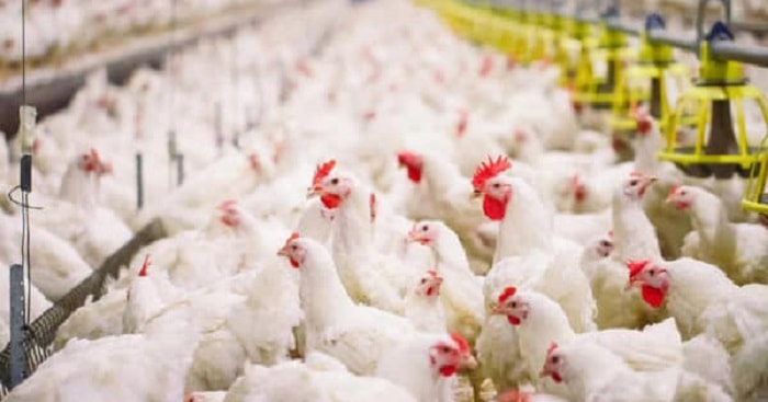 جەتٸسايدا تەۋلٸگٸنە 30 توننا تاۋىق ەتٸن ٶندٸرەتٸن فابريكانىڭ قۇرىلىسى باستالادى