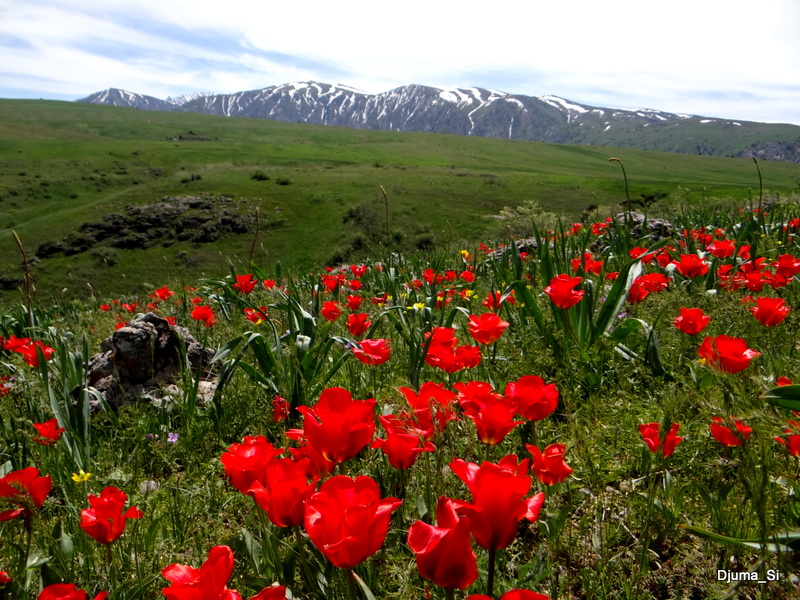Түлкібас – Қазақстанның «Швейцариясы»...