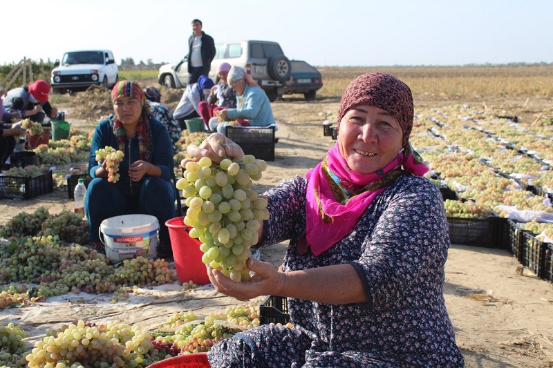 Qazaqstanda ósirilgen júzimniń 72,5 paiyzy Túrkistan oblysynyń enshisinde