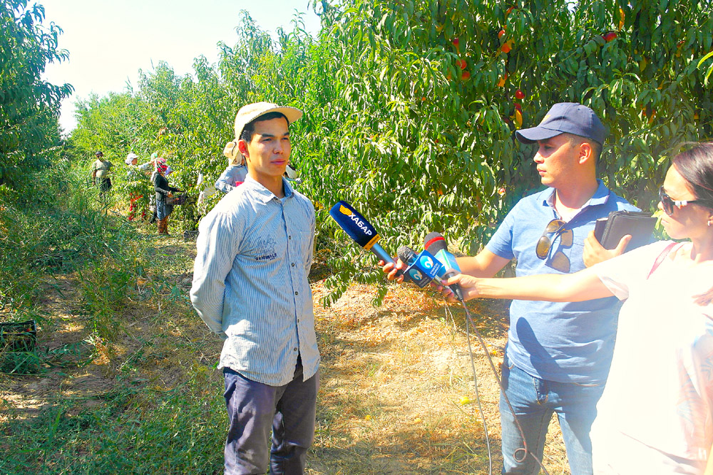 Maqtaraldyq sharýalar 2766 tonna jemis pen júzim jinady