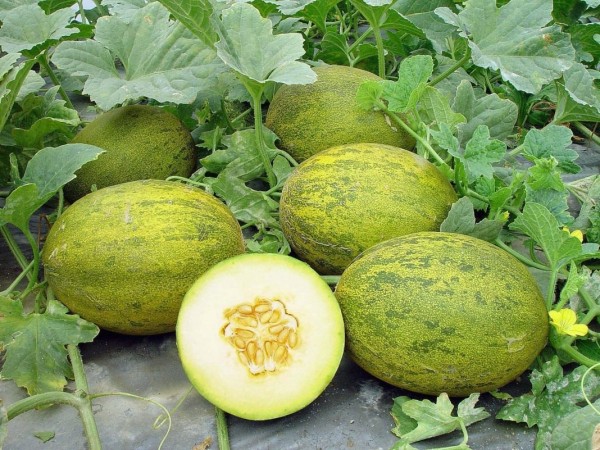 ارىستىڭ بالداي قاۋىنى