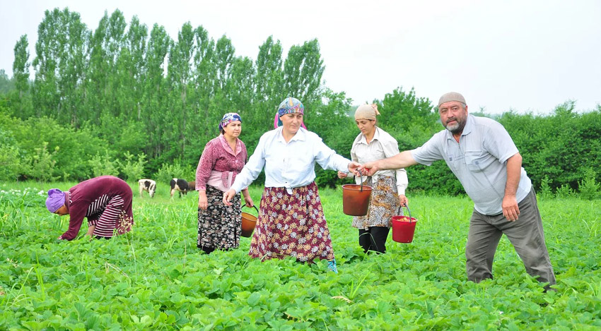 Sairamdyq dihan Astanaǵa 4 tonna qulpynai jiberdi