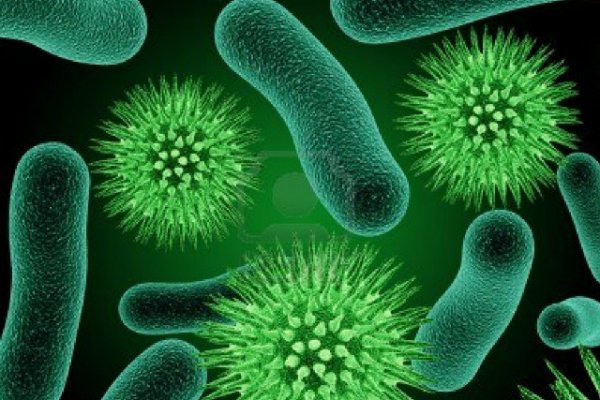 Өсімдіктің өсуін жылдамдататын бактериялық препарат жасалды