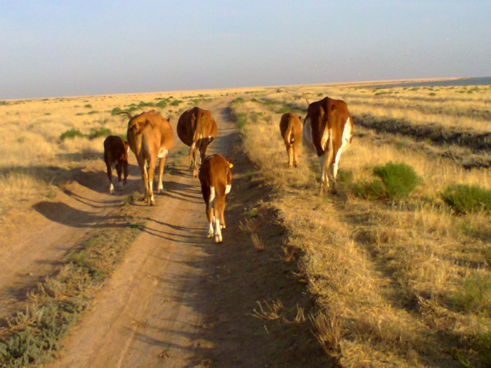 قۇرمانعازى اۋدانىندا مال بەلگٸسٸز اۋرۋدان قىرىلۋدا