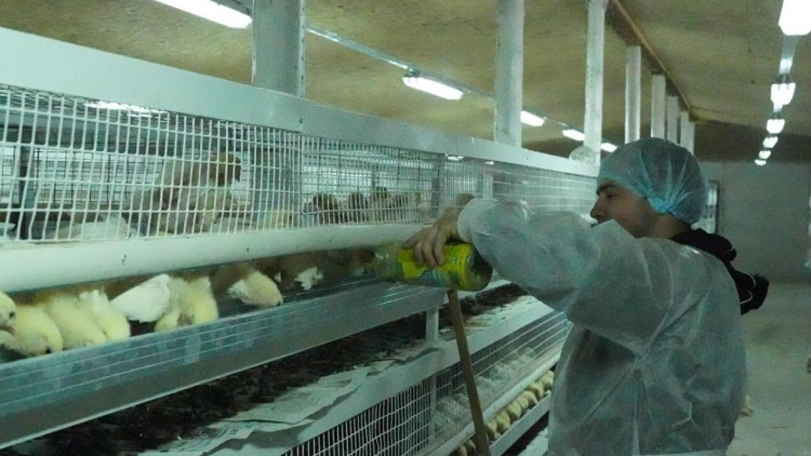 كەنتاۋدا قۇس جەنە بالىق شارۋاشىلىعى جاندانىپ كەلەدٸ