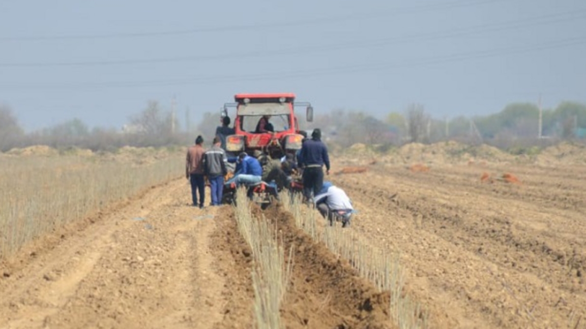 Жетісайлық шаруалар тұт ағашын егіп, жібек өндірісін дамытуға кірісті