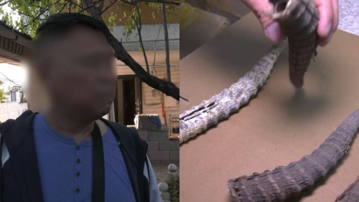 Almatyda Qytai azamatynan 4,5 myńǵa jýyq aqbóken múiizi tárkilendi