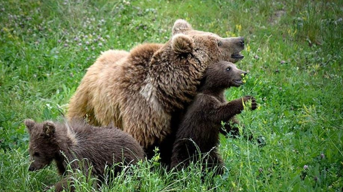 Almaty haiýanattar baǵy kelýshiler sany boiynsha rekord ornatty