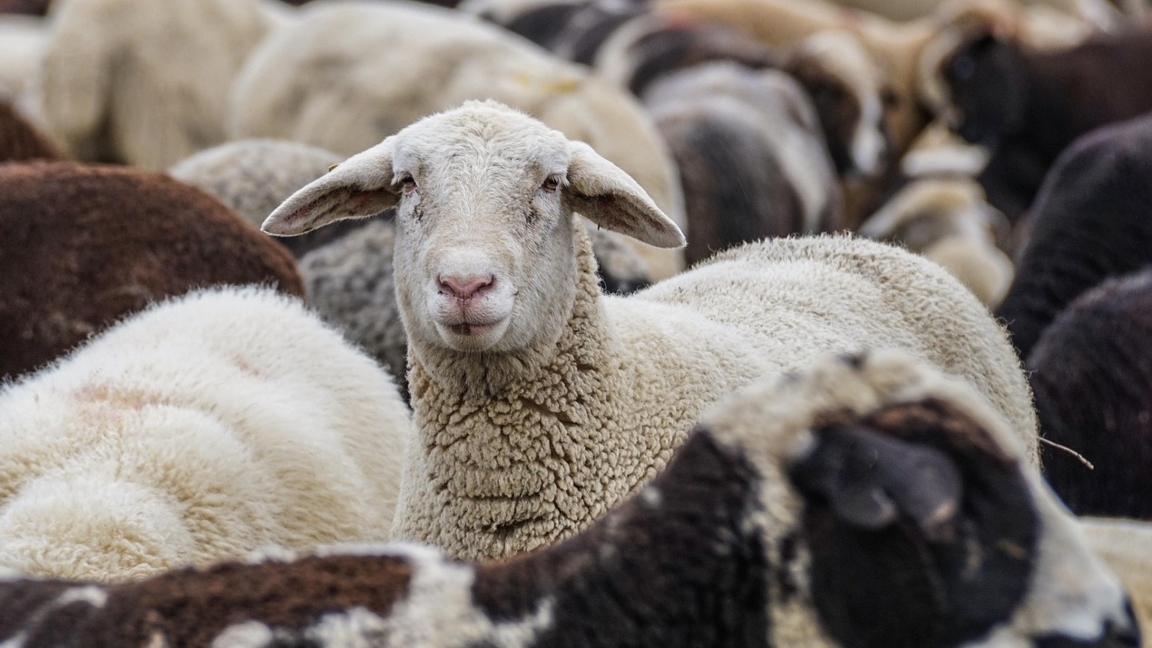 Qurban ait meiramy: Almatyda qurban shalatyn oryndar belgilendi