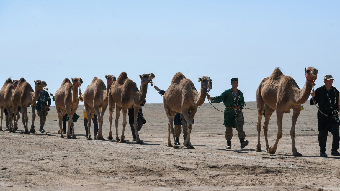 ەلەمدٸك رەكورد: الماتى وبلىسىندا ەڭ ٷلكەن تٷيە كەرۋەنٸ جٷرٸپ ٶتتٸ