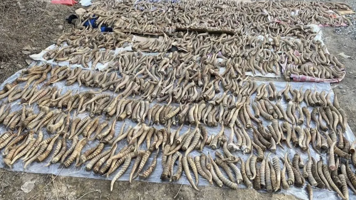 قازاقستانعا كيٸك مٷيٸزٸن ەلەمدٸك نارىققا شىعارۋعا رۇقسات بەرٸلدٸ
