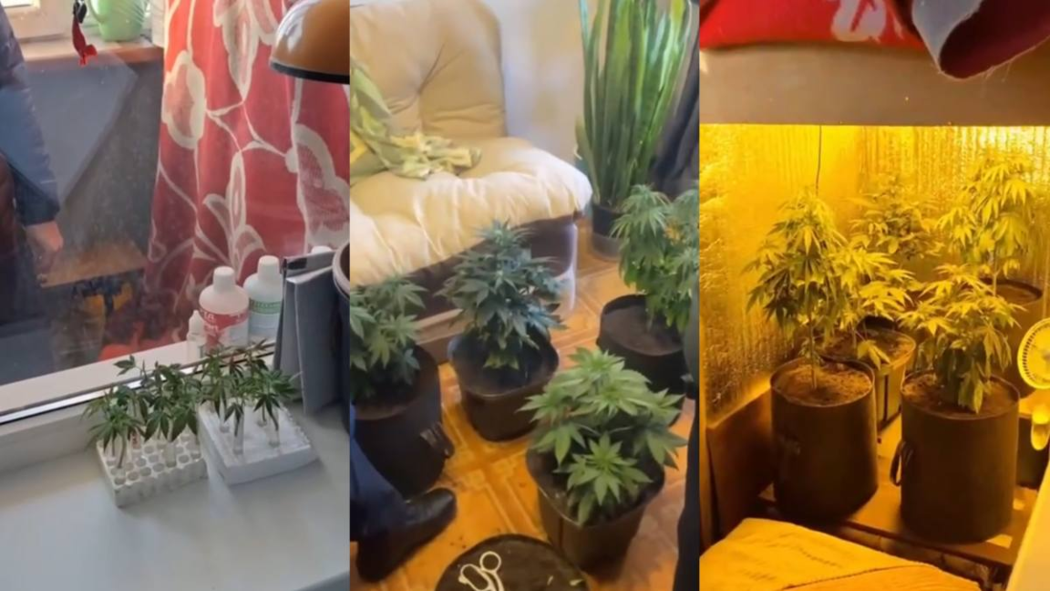 اقتٶبەدە ەر ادام بالكونىندا ماريحۋانا ٶسٸرگەن