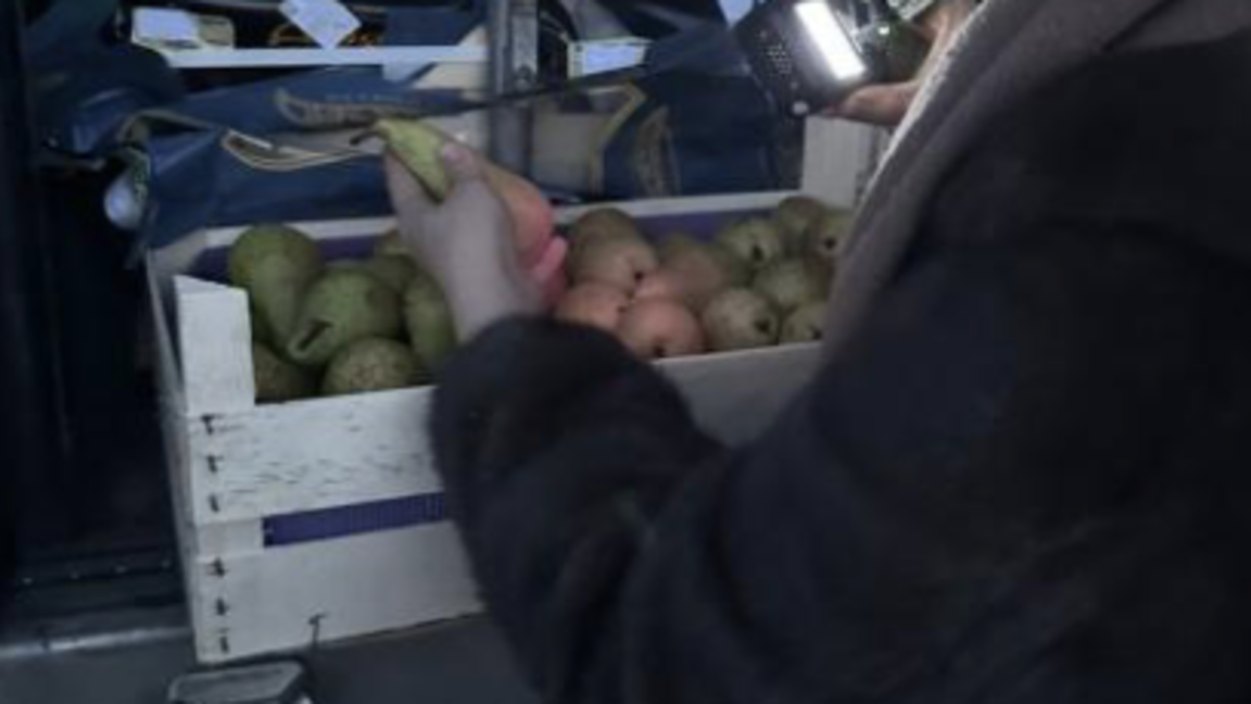 Бельгиядан әкелінген 19 тоннадан аса алмұртты Қазақстанға кіргізуге рұқсат берілмеген