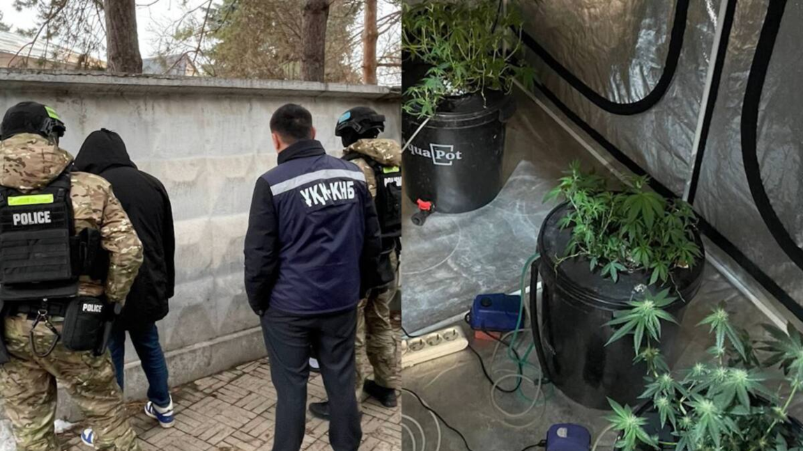 الماتىدا ەسٸرتكٸ پلانتاتسيياسىن ۇيىمداستىرعان ەكٸ كٷدٸكتٸ ۇستالدى