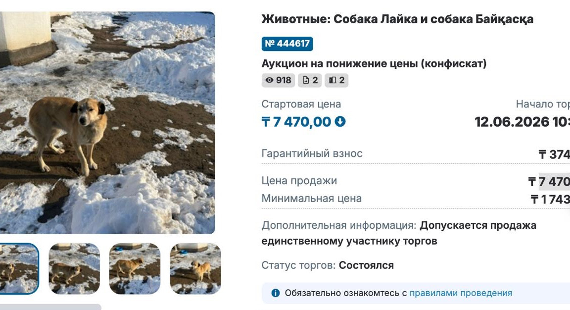 Қызылорда облысында қылмыстық іс бойынша тәркіленген екі ит аукцион арқылы сатылды